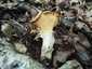 Halvány rókagomba (Cantharellus pallens), Retyezát